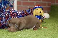 CHOCOLATE MALE 084, a male Dachshund for sale in Pittsburg, KS – 4 of 4