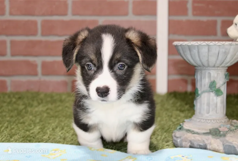 PEMBROKE CARDIGAN CORGI MALE 3171 – Cardigan Welsh Corgi, Pembroke Welsh Corgi puppy for sale in Pittsburg, KS