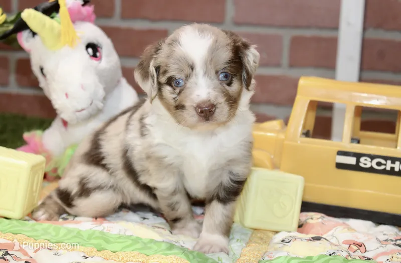 TOY AUSSIEDOODLE CHOC MERLE FEMALE 207 – Aussiedoodle puppy for sale in Pittsburg, KS