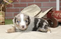 RED/WHITE MERLE MALE TOY AUSSIE 228, a male Toy Australian Shepherd for sale in Pittsburg, KS – 4 of 4