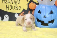 CREAM/WHITE DAPPLE MALE DACHSHUND 023, a male Miniature Dachshund for sale in Pittsburg, KS – 2 of 5