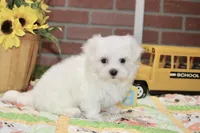 MALE MALTESE 3190, a male Maltese for sale in Pittsburg, KS – 3 of 4