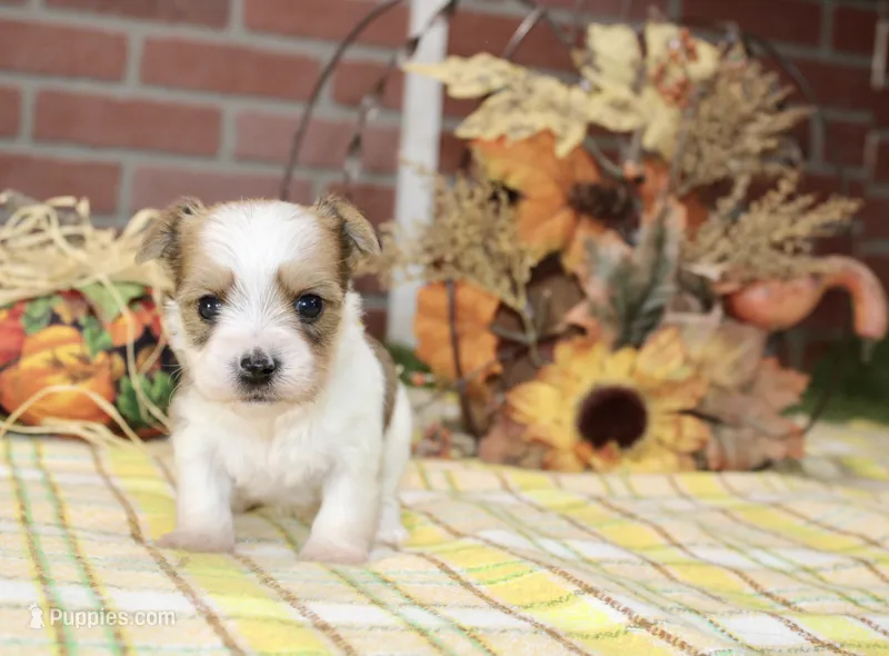 BROWN/WHITE PARTI MORKIE MALE 3035 – Morkie puppy for sale in Pittsburg, KS