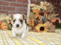 BROWN/WHITE PARTI MORKIE MALE 3035, a male Morkie for sale in Pittsburg, KS – 1 of 5