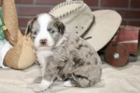 RED/WHITE MERLE MALE TOY AUSSIE 229, a male Toy Australian Shepherd for sale in Pittsburg, KS – 2 of 4