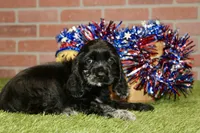 BLUE MERLE FEMALE 996, a female Cocker Spaniel for sale in Pittsburg, KS – 2 of 4
