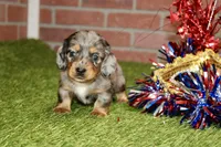 SILVER DAPPLE MALE 081, a male Dachshund for sale in Pittsburg, KS – 3 of 4
