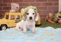 CREAM PIEBALD MALE DACHSHUND 123, a male Miniature Dachshund for sale in Pittsburg, KS – 2 of 4