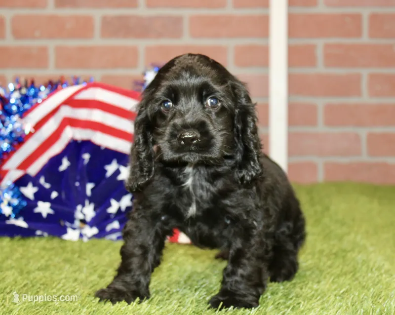 BLACK MALE 993 – Cocker Spaniel puppy for sale in Pittsburg, KS