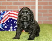BLACK MALE 993, a male Cocker Spaniel for sale in Pittsburg, KS – 1 of 4
