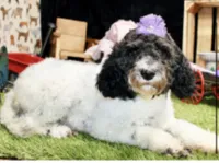 WHITE AND MERLE FEMALE 968, a female Cockapoo for sale in Pittsburg, KS – 9 of 10