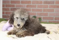 COCKAPOO FEMALE 967, a female Cockapoo for sale in Pittsburg, KS – 3 of 4