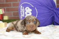 CHOCOLATE DAPPLE MALE 100, a female Dachshund for sale in Pittsburg, KS – 1 of 4