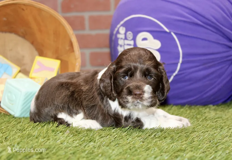 CHOCOLATE/WHITE FEMALE COCKER 087 – Cocker Spaniel puppy for sale in Pittsburg, KS