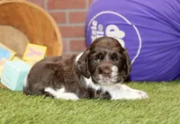 CHOCOLATE/WHITE FEMALE COCKER 087, a female Cocker Spaniel for sale in Pittsburg, KS – 1 of 4