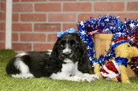 BLACK/WHITE FEMALE 995, a female Cocker Spaniel for sale in Pittsburg, KS – 4 of 4