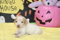 CREAM/WHITE PIED FEMALE DACHSHUND 024, a female Miniature Dachshund for sale in Pittsburg, KS – 2 of 5