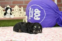 PHANTOM FEMALE COCKAPOO, a female Cockapoo for sale in Pittsburg, KS – 2 of 4
