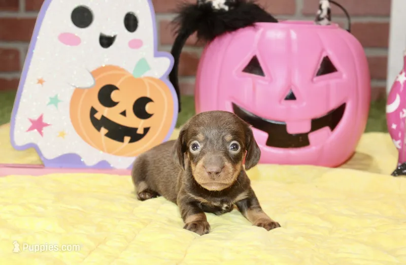 CHOCOLATE/TAN FEMALE DACHSHUND 3218 – Miniature Dachshund puppy for sale in Pittsburg, KS