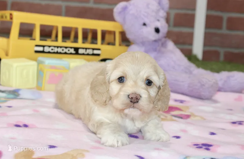 CREAM FEMALE COCKAPOO 990 – Cockapoo puppy for sale in Pittsburg, KS