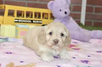 CREAM FEMALE COCKAPOO 990, a female Cockapoo for sale in Pittsburg, KS – 1 of 4