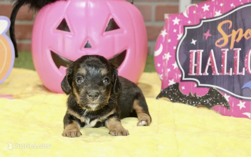BLACK/TAN FEMALE DACHSHUND 3217 – Miniature Dachshund puppy for sale in Pittsburg, KS