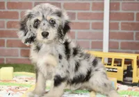 CHOCOLATE MERLE MALE 3103, a male Cockapoo for sale in Pittsburg, KS – 2 of 4