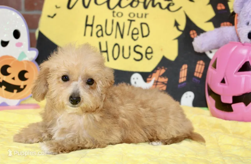 APRICOT FEMALE YORKIEPOO 199 – Yorkipoo puppy for sale in Pittsburg, KS