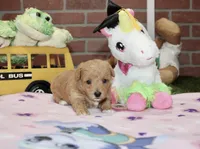 RED FEMALE YORKIEPOO 199, a female Yorkipoo for sale in Pittsburg, KS – 2 of 4