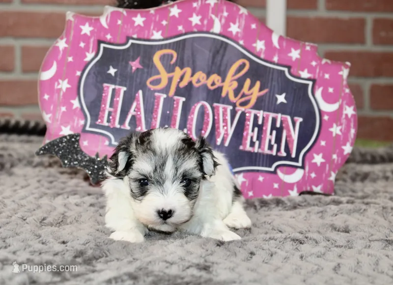 TRI COLORED MORKIE FEMALE 3028 – Morkie puppy for sale in Pittsburg, KS