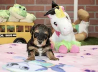 BLACK/TAN FEMALE YORKIEPOO 198, a female Yorkipoo for sale in Pittsburg, KS – 2 of 4
