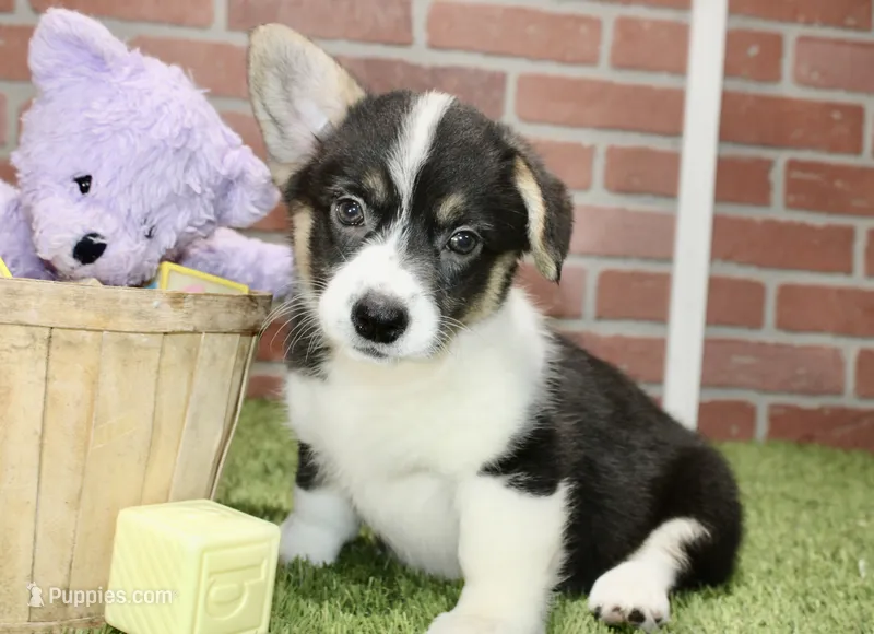 PEMBROKE CARDIGAN CORGI FEMALE 3175 – Cardigan Welsh Corgi, Pembroke Welsh Corgi puppy for sale in Pittsburg, KS