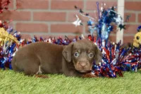 CHOCOLATE MALE 082, a male Dachshund for sale in Pittsburg, KS – 3 of 4