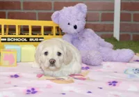 CREAM FEMALE COCKAPOO 203, a female Cockapoo for sale in Pittsburg, KS – 3 of 4