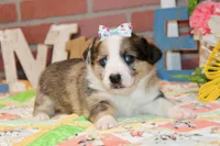 MERLE AUGGIE FEMALE 875, a female Australian Shepherd and Pembroke Welsh Corgi for sale in Pittsburg, KS – 3 of 5