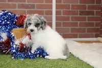 WHITE AND MERLE FEMALE 968, a female Cockapoo for sale in Pittsburg, KS – 3 of 10