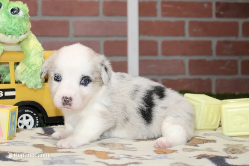 PEMBROKE CARDIGAN CORGI FEMALE 3174 – Cardigan Welsh Corgi, Pembroke Welsh Corgi puppy for sale in Pittsburg, KS