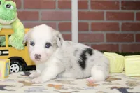PEMBROKE CARDIGAN CORGI FEMALE 3174, a female Cardigan Welsh Corgi and Pembroke Welsh Corgi for sale in Pittsburg, KS – 1 of 4