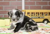 TOY AUSSIEDOODLE BLUE MERLE MALE 206, a male Aussiedoodle for sale in Pittsburg, KS – 2 of 4