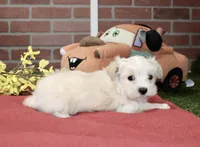 CREAM MALE MORKIE 3151, a male Morkie for sale in Pittsburg, KS – 3 of 4