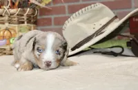RED/WHITE MERLE MALE TOY AUSSIE 228, a male Toy Australian Shepherd for sale in Pittsburg, KS – 3 of 4