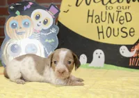 LILAC DAPPLE PIED MALE DACHSHUND 021, a male Miniature Dachshund for sale in Pittsburg, KS – 3 of 5
