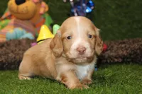 AKC CREAM MALE DACSHUND 086, a male Dachshund for sale in Pittsburg, KS – Photo 1 of 4