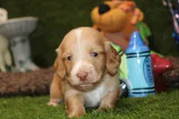 AKC CREAM MALE DACSHUND 086, a male Dachshund for sale in Pittsburg, KS – Photo 3 of 4