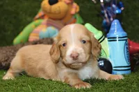 AKC CREAM MALE DACSHUND 086, a male Dachshund for sale in Pittsburg, KS – Photo 4 of 4