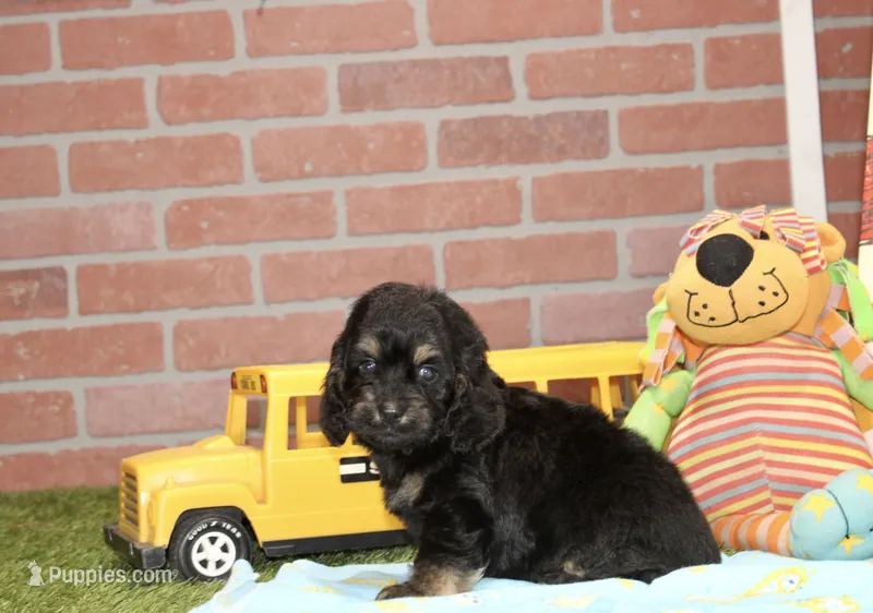 PHANTOM MALE COCKAPOO 102 – Cockapoo puppy for sale in Pittsburg, KS
