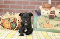 BLACK MORKIE MALE 3043, a male Morkie for sale in Pittsburg, KS – 3 of 5