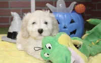 CREAM COCKAPOO MALE 201, a male Cockapoo for sale in Pittsburg, KS – 3 of 9
