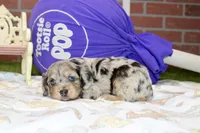 CHOCOLATE MERLE COCKAPOO 103, a male Cockapoo for sale in Pittsburg, KS – 4 of 4