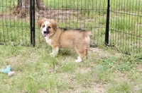 SABLE/WHITE FEMALE AUGGIE 988, a male Australian Shepherd and Pembroke Welsh Corgi for sale in Pittsburg, KS – 3 of 10